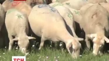 Французы торжественно провели своих пастухов на альпийские пастбища