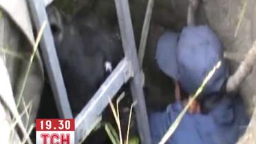 На Харьковщине спасали бычка, который упал в канализационный колодец