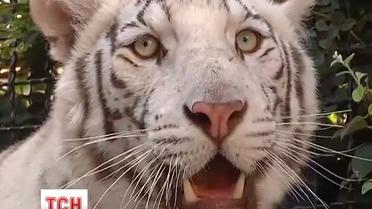 Тигрюля втретє стала мамою