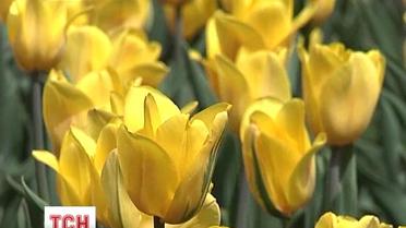 У Кіровограді одночасно розквітло понад 50 тисяч тюльпанів