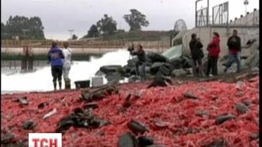 В Чили на местные пляжи выбросились тысячи омаров и креветок