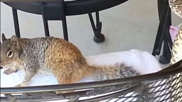 Білка напала на змію в Арізоні