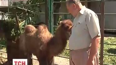 У Харкові вперше за 10 років народилося верлюжатко