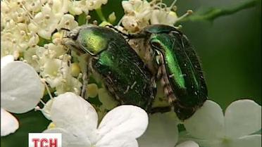 Украинцев атаковали жуки, которые за минуты уничтожают урожаи