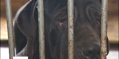 Київські бродячі собаки не доїли аж на чотириста тисяч гривен