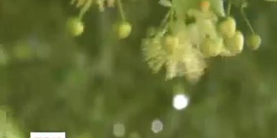 Липа цвіте на місяць раніше