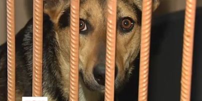 У Німеччині збирають гроші на стерилізацію українських собак
