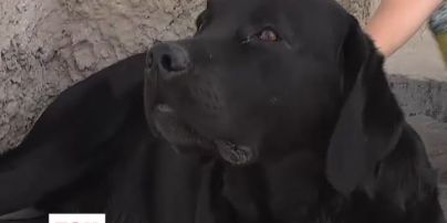 На Чернігівщині догхантер ледь не підстрелив пенсіонерку