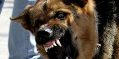 Выскочили на улицу и напали на прохожих: в Донецкой области собаки загрызли 34-летнего мужчину