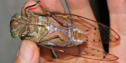 Громкие, как газонокосилка: на США обрушатся миллионы цикад впервые за 17 лет