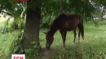 На Львівщині розстріляли табун коней