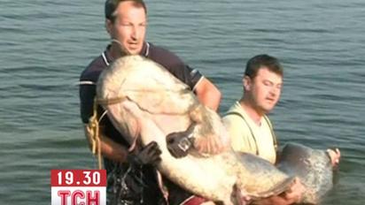 Словацкие рыбаки поймали гигантского сома