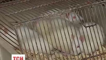 Вчені почнуть ставити досліди на комахах замість звичних щурів