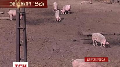 У Дніпропетровську бізнесмен влаштував свиноферму на звичайні вулиці