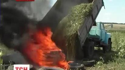 Мільйон кущів конопель знищили правоохоронці на Донеччині