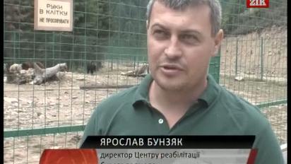 Ведмеді Закарпаття проходять реабілітацію