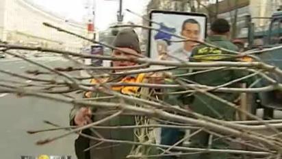 Нові каштани обійшлись Києву у 5,5 тис. грн за штуку