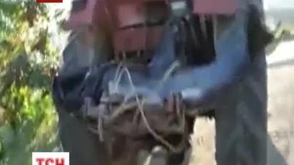 В Судаку відкрили судове провадження за знущання з дельфіна