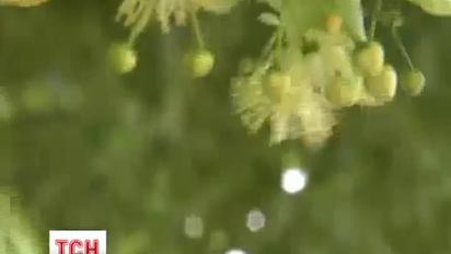 Липа цвіте на місяць раніше