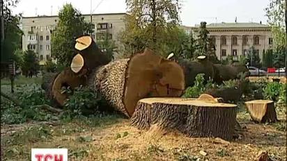 В Святошинському райвідділу міліції вирубали дубовий гай
