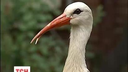 Лелека налякав мешканців будинків під Києвом