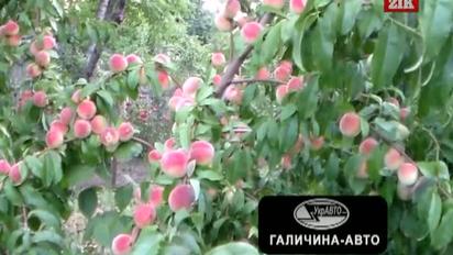 В Україні персики подешевшають майже втричі