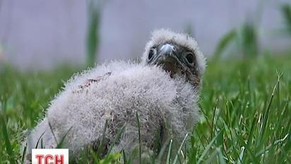 У Дніпрі розгорнули масштабну операцію з порятунку птаха