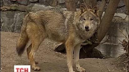 У Київському зоопарку вовчиця покусала жінку