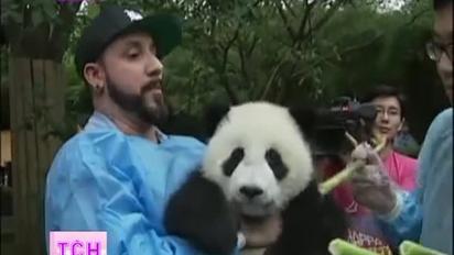 Backstreet Boys  побавили гігантських панд