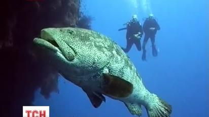 У Чорне море запливла невідома риба