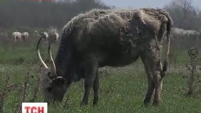 У Закарпатті масово загинули угорські корови