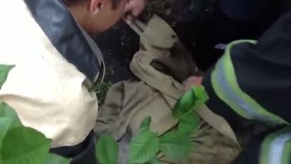Бобер пробрався у двір київської багатоповерхівки