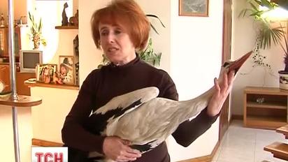 Членом родини став лелека в сім'ї на Вінниччині