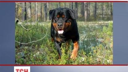 На Київщині пес загриз господаря