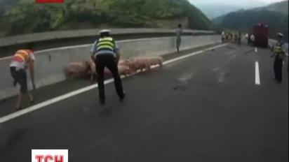 Китайські поліцейські ганялися за свинями декілька годин