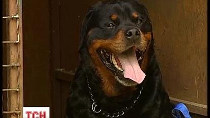 У Києві свого хазяїна чекає шестирічний ротвейлер Шева