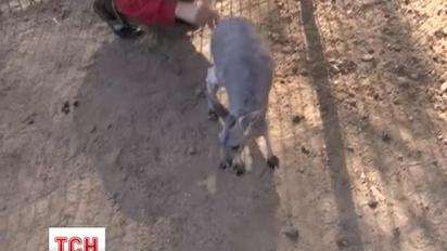 Піврічне кенгуру Тося оселилась у Гданському зоопарку
