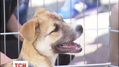 У центрі Києва влаштували "виставку" безпритульних собак