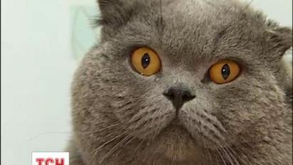 Котов признали опасными животными