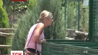На Азовське узбережжя привезли білих тигрів