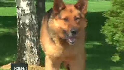 Пляжі на Дніпрі стережуть від звичайних українців собаки і колючий дріт