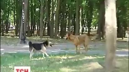 У Києві пенсіонерку покусав дворовий пес