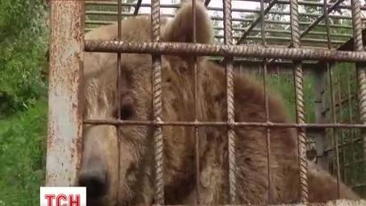На Миколаївщині виявили ведмеже пекло