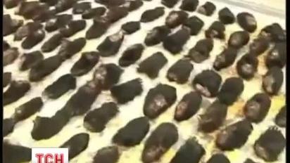 Китайські митники затримали ведмежих лап на понад 200 тисяч доларів