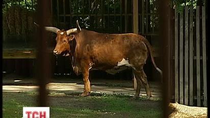 У Київському зоопарку померла корова "Весна"
