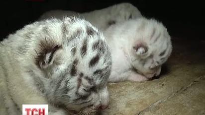 Тигрюля дозволила зняти на відео своїх дітей