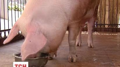 Найвідомішу українську свиню посадили на дієту