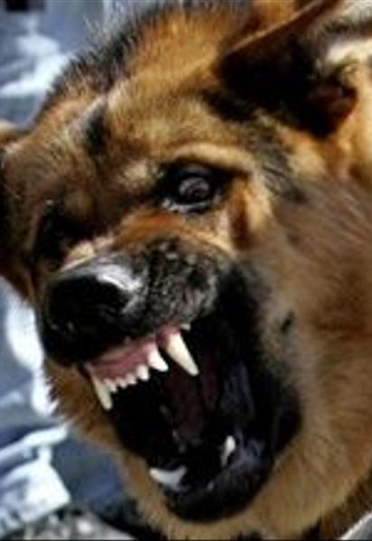 Дві британки дозволили собаці з&rsquo;їсти живцем сусіда