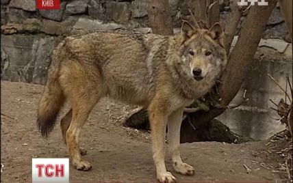 Покусану вовчицею жінку можуть оштрафувати за недбальство