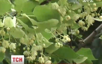 Липа у квітках на київському Подолі вразила вчених